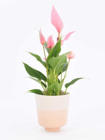 Studio Harm&Elke Bloempot Dip Zalm/Zalm