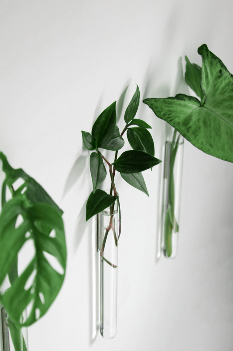 Muurbloempjes Muurbloempje glas Transparant