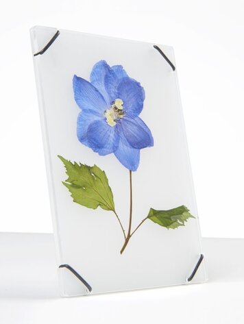 Carmela Bogman Flower Frame Transparant White Small