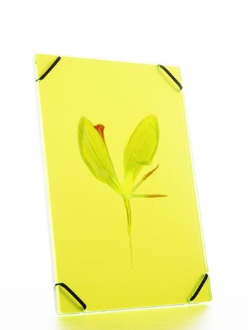 Carmela Bogman Flower Frame Bright Yellow Small