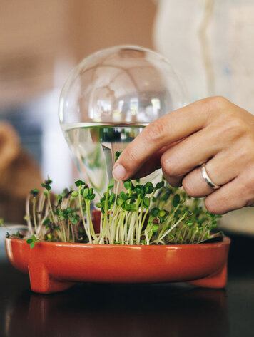 House of Thol Patella Crescenda kit