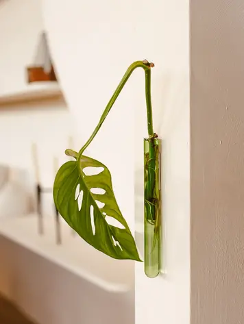 Muurbloempjes Muurbloempje glas Lichtgroen