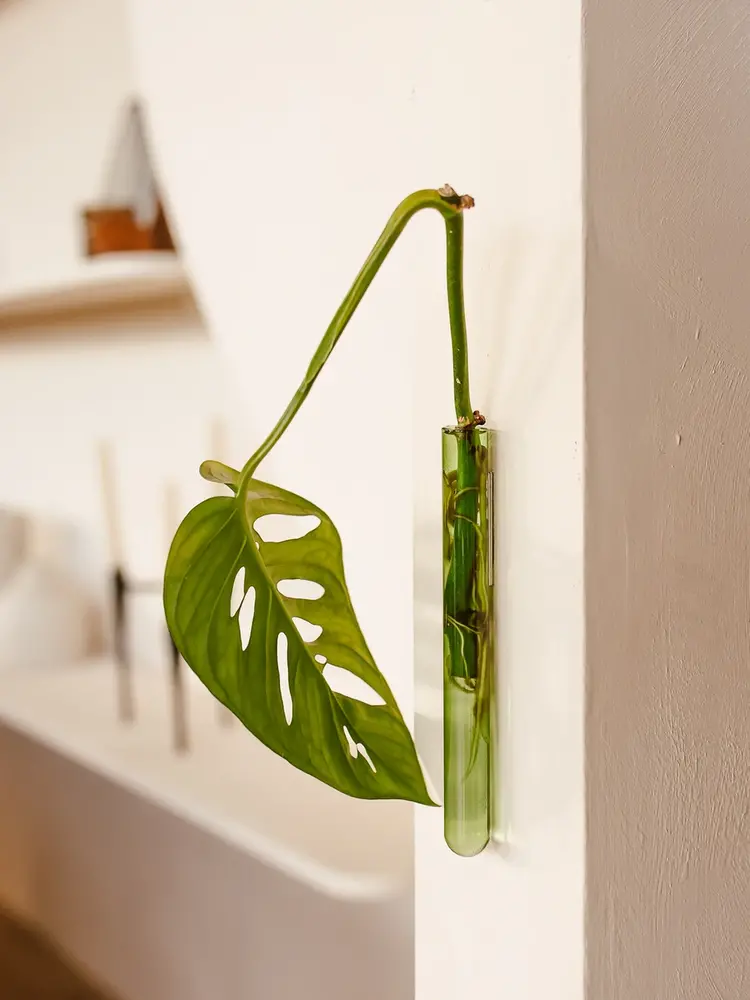 Muurbloempjes Muurbloempje glas Lichtgroen