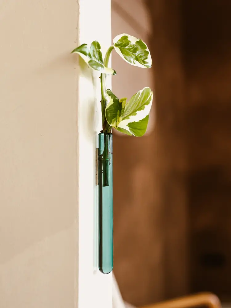 Muurbloempjes Muurbloempje glas Donkergroen