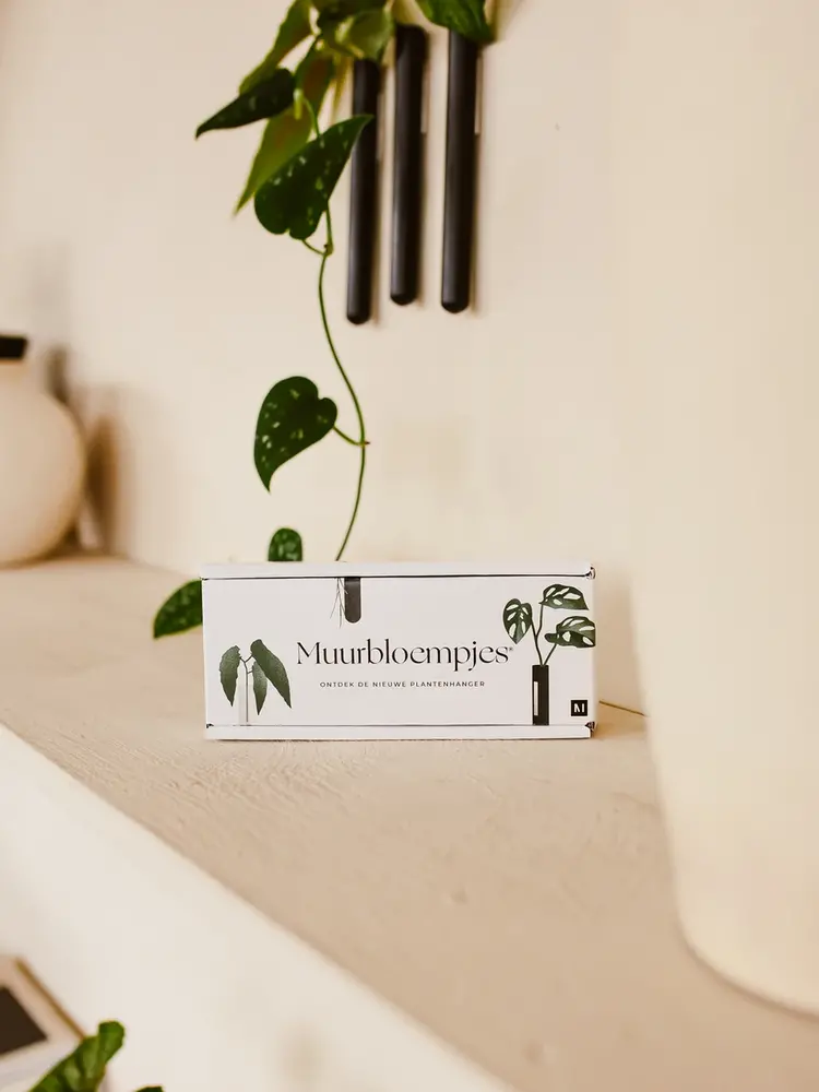 Muurbloempjes Muurbloempje glas Donkergroen