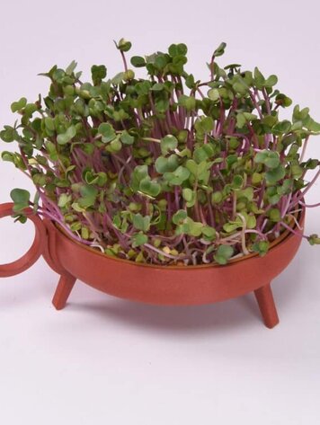 Studio Harm&Elke Sprouting planter Red