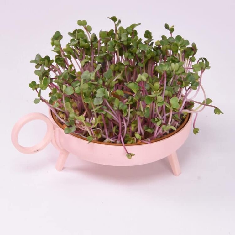 Studio Harm&Elke Sprouting planter Pink