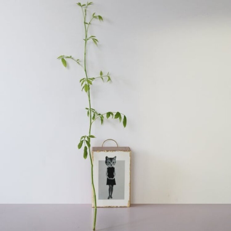 Studio The cube Vintage Block Cat woman