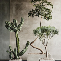 Plantas espectaculares para su casa