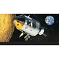 Revell Apollo 11 Spacecraft with Interior - 1:32