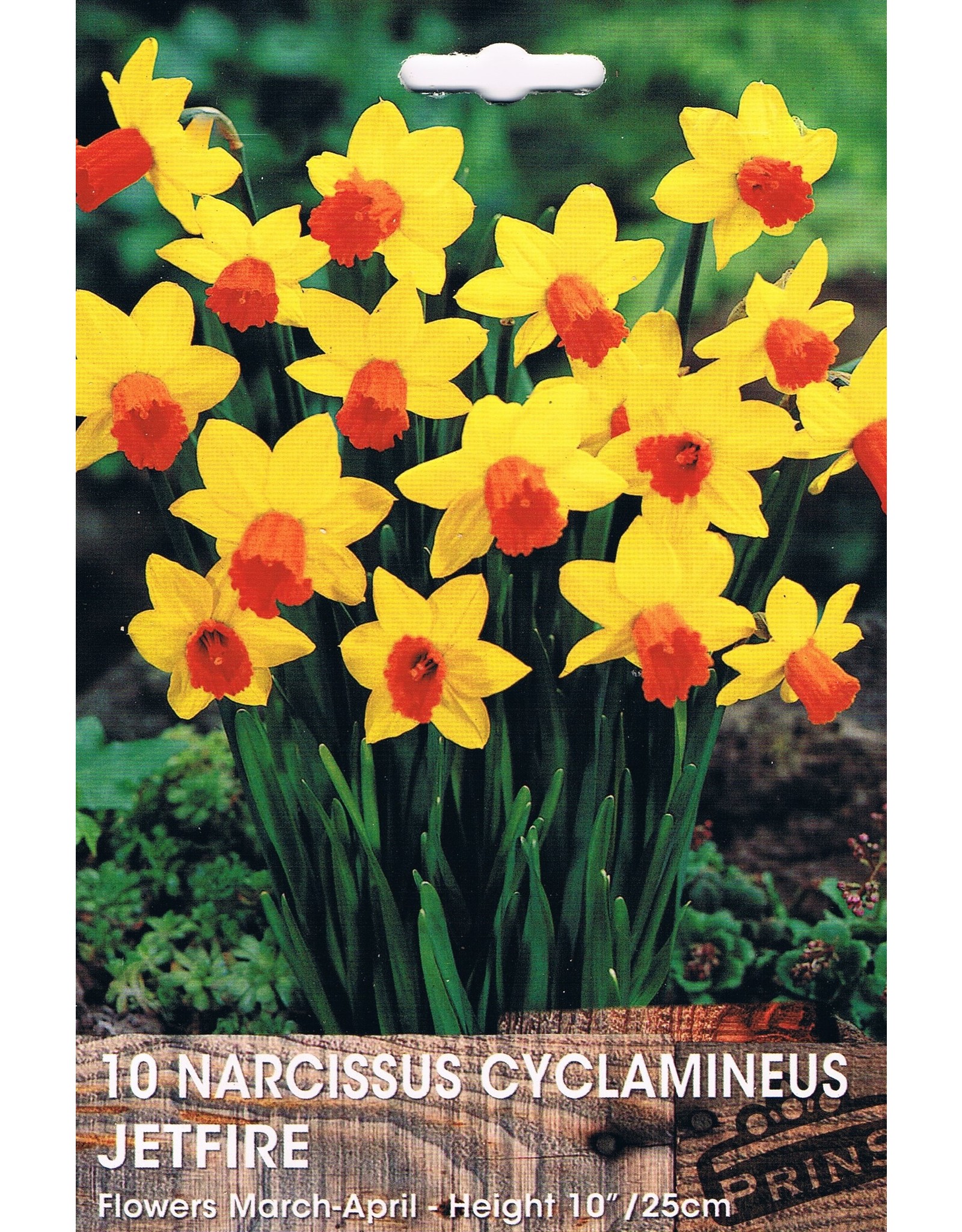 Narcis cyclamineus Jetfire - kees smits