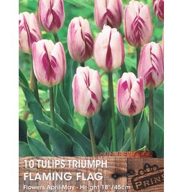 Hollands geteeld Tulp Flaming Flag