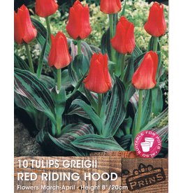 Hollands geteeld Tulp Red Riding Hood