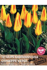 Hollands geteeld Lage tulp met geel - oranje bloem!
