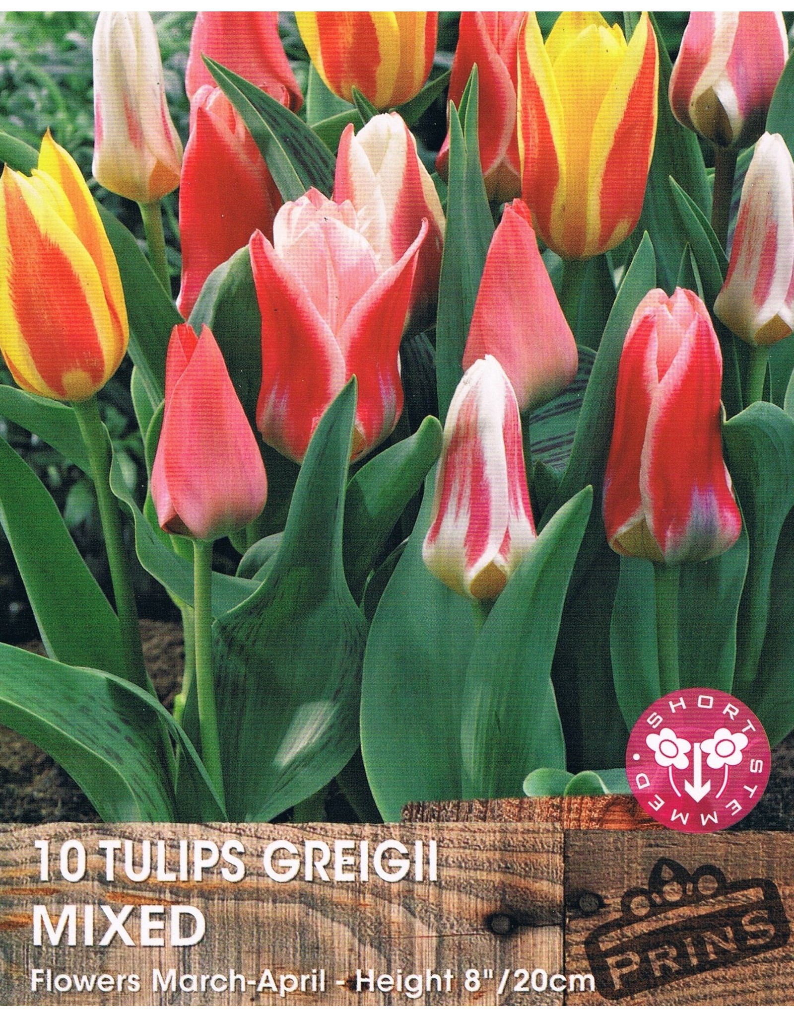 Hollands geteeld Mix van diverse kleuren Tulp Greigii