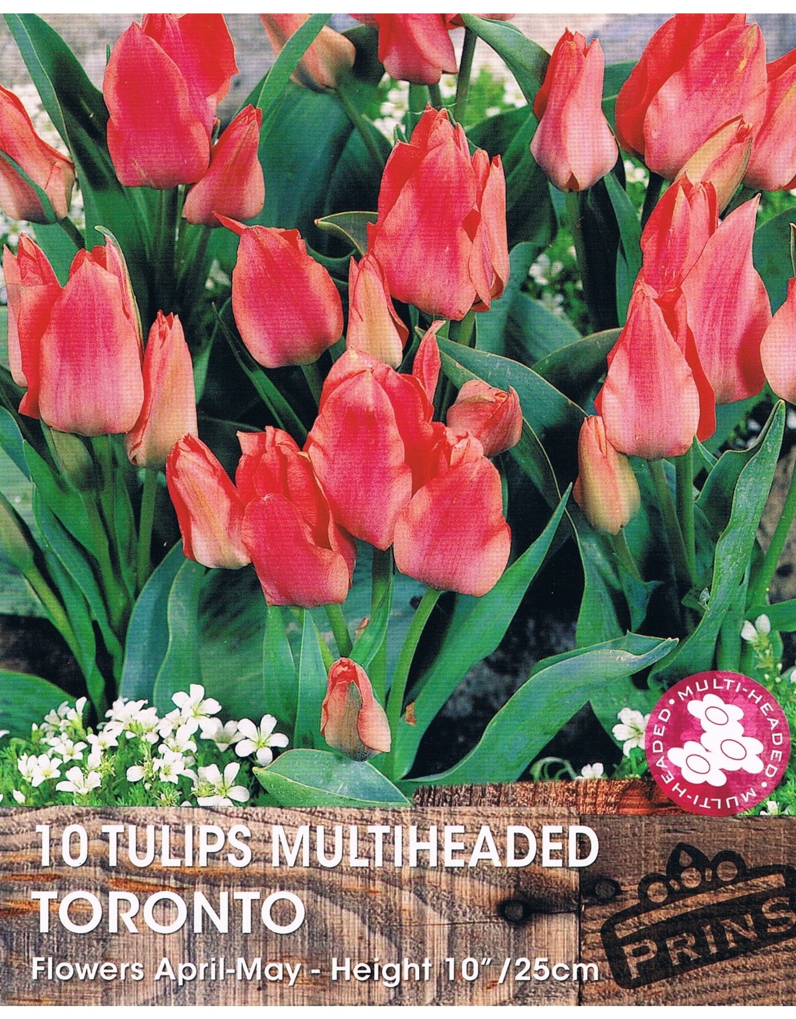 Hollands geteeld Roze meerbloemige lage tulp!