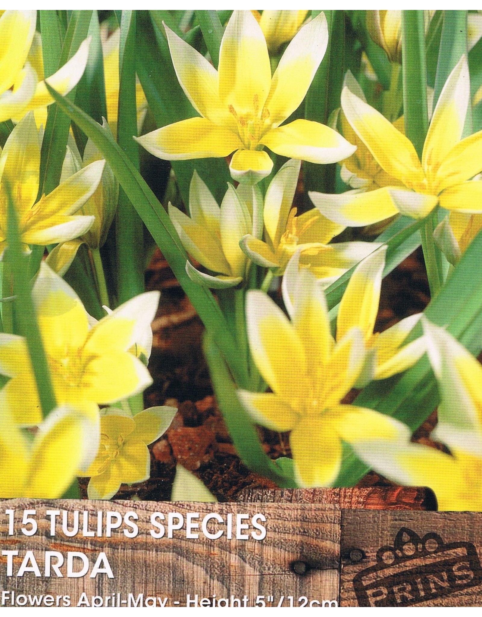 Hollands geteeld Speels laag tulpje met frisse kleuren!