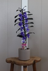Dendrobium Nobilé | paars (inject) 1-tak