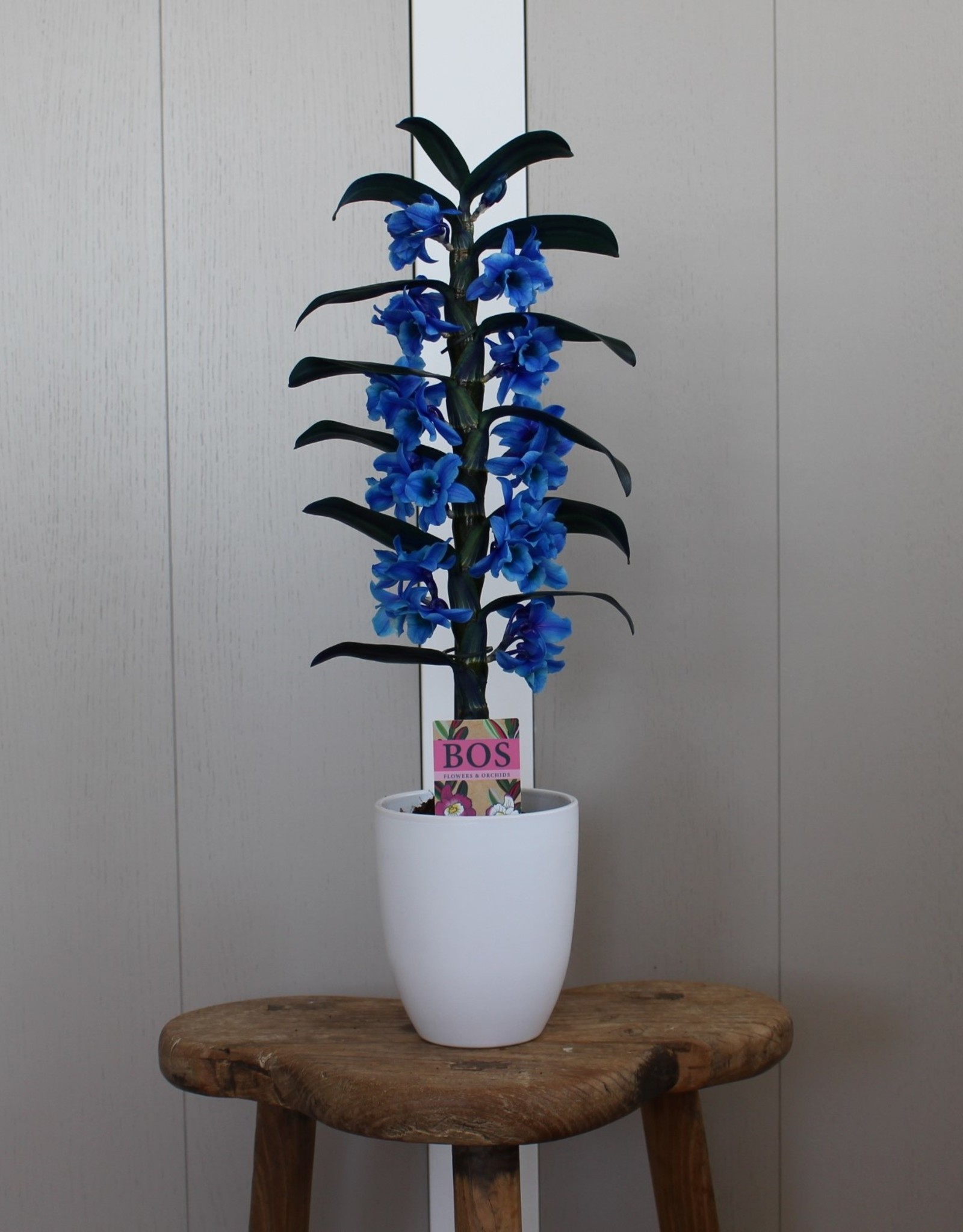 Dendrobium Nobilé | blauw (inject) 1-tak