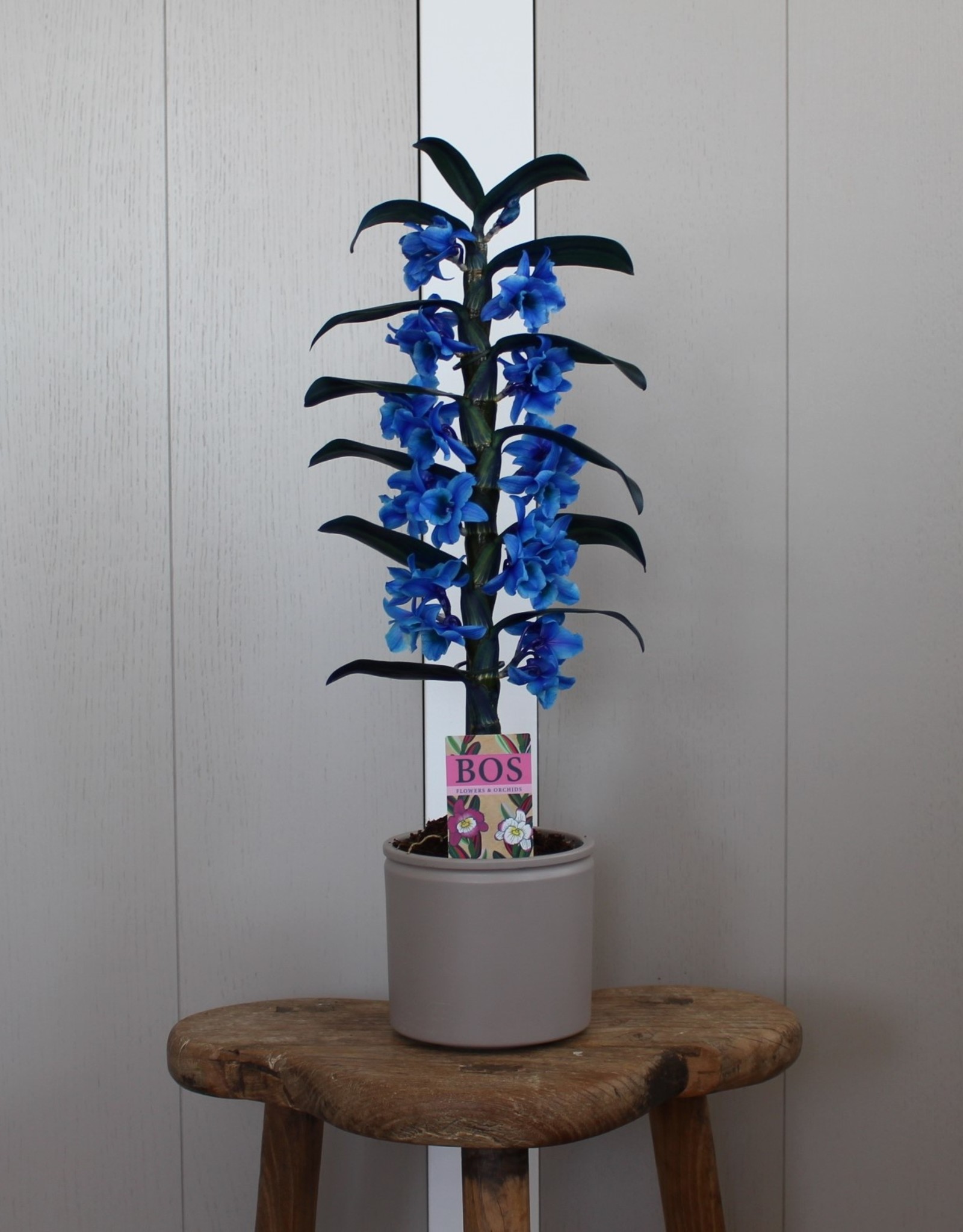 Dendrobium Nobilé | blauw (inject) 1-tak