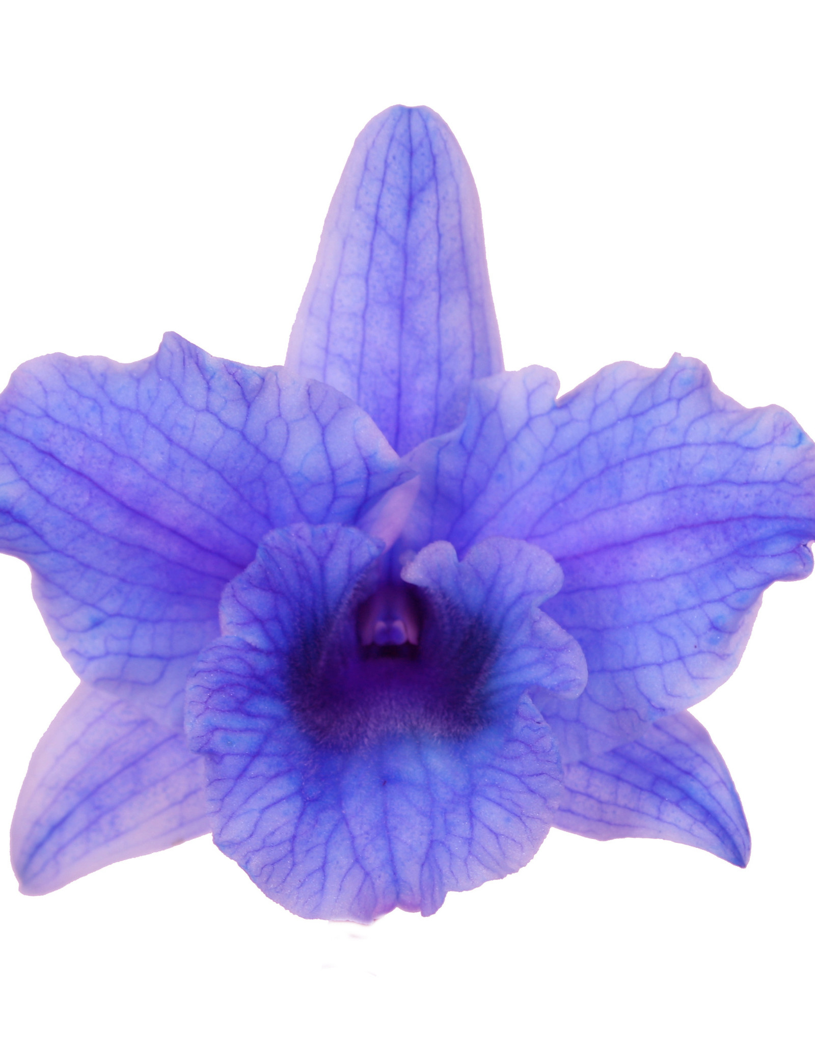 Dendrobium Nobilé | paars (inject) 2-tak