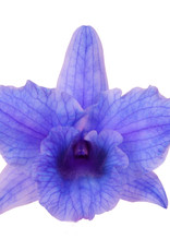 Dendrobium Nobilé | paars (inject) 1-tak