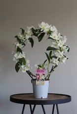 Dendrobium Nobilé Boog | Apollon