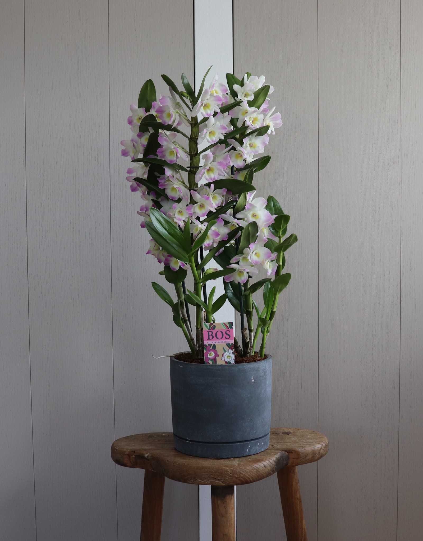 Arrangement Dendrobium Nobilé | Kumiko