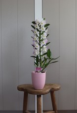 Dendrobium Nobilé | Kumiko 1-tak