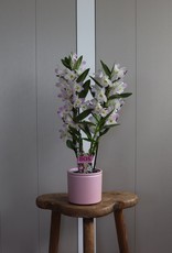 Dendrobium Nobilé | Kumiko 2-tak