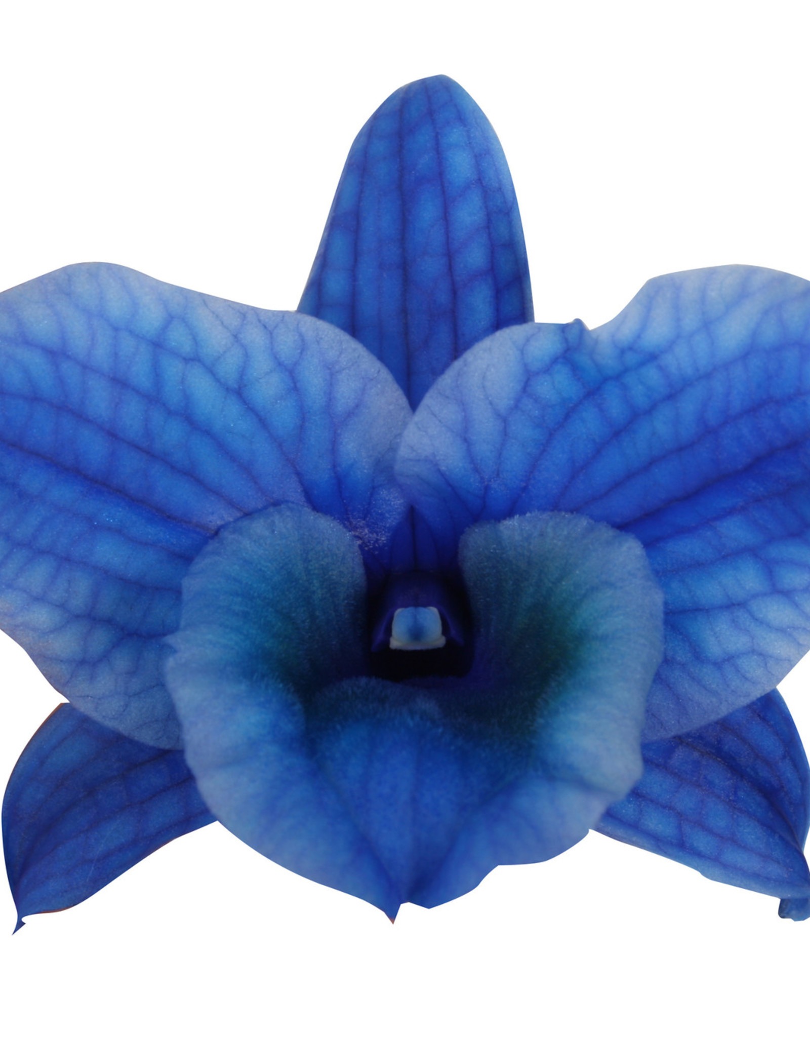 Dendrobium Nobilé | blauw (inject) 2-tak