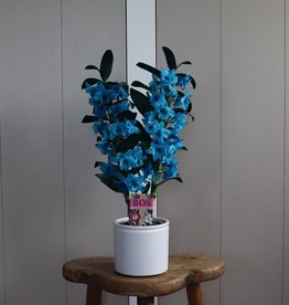 Dendrobium Nobilé 2-tak | oceaan blauw (inject)