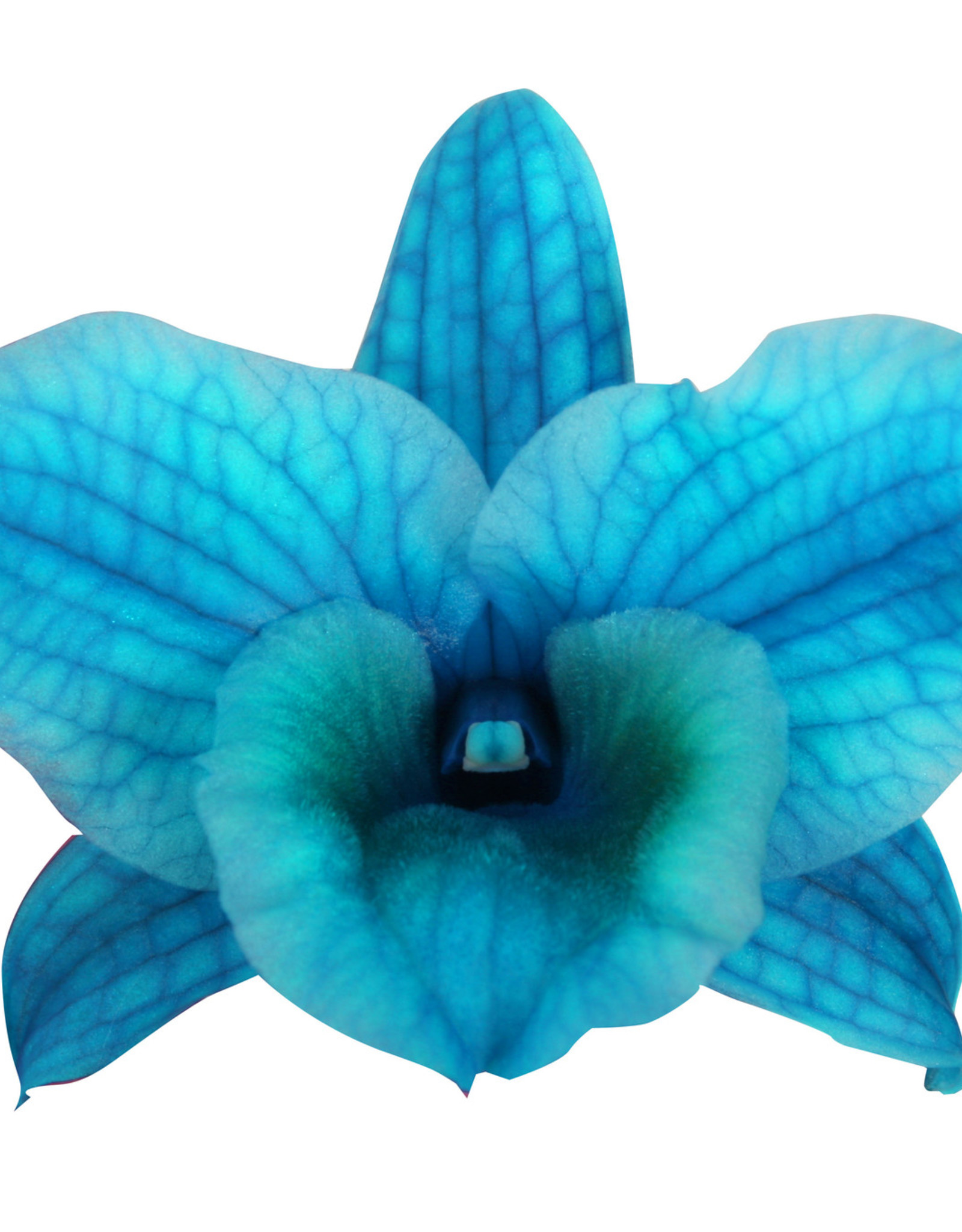 Dendrobium Nobilé | oceaan blauw (inject) 2-tak