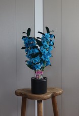 Dendrobium Nobilé | oceaan blauw (inject) 2-tak