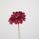 -- C&G - Single Mini Gerbera paars - 150598PU