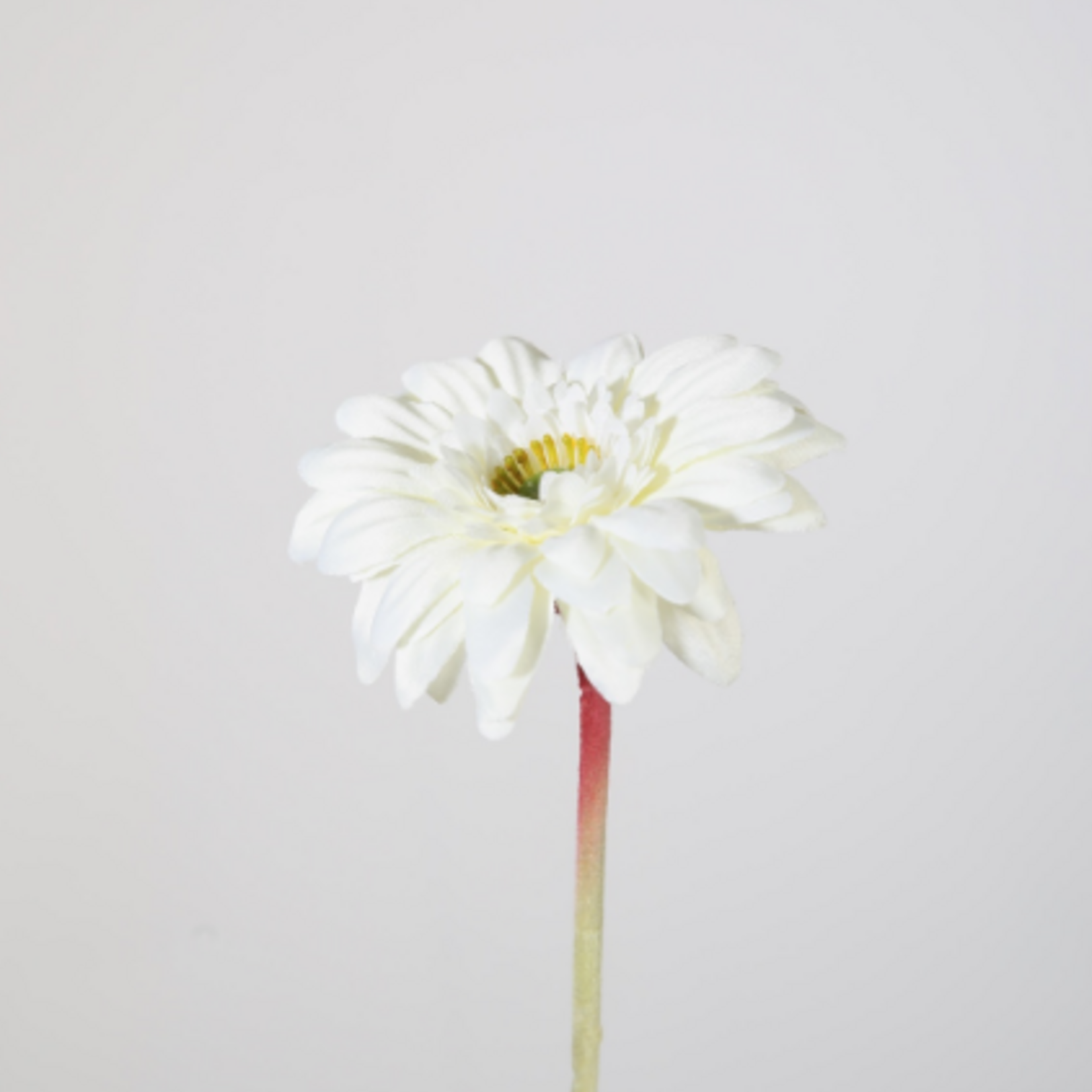 -- C&G - Single Mini Gerbera wit 47 cm150598CR