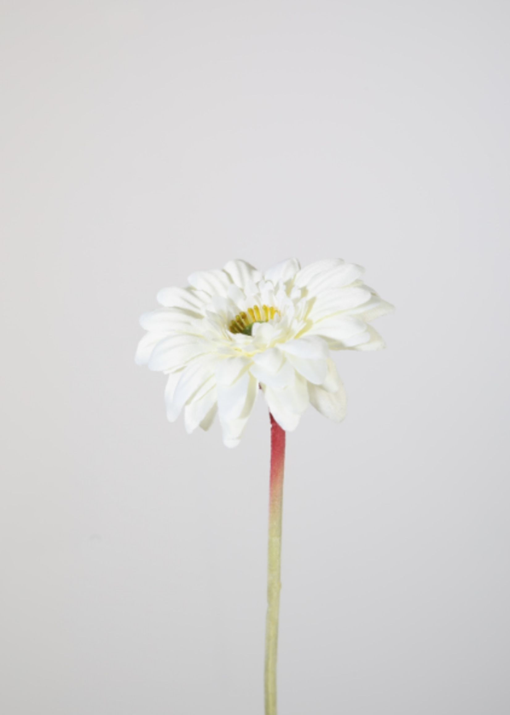 -- C&G - Single Mini Gerbera wit 47 cm150598CR