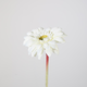 -- C&G - Single Mini Gerbera wit 47 cm150598CR