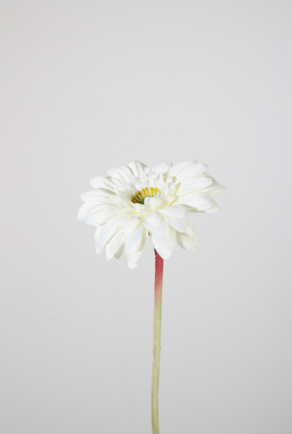 -- C&G - Single Mini Gerbera wit 47 cm150598CR