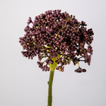 -- C&G - Sedum Stem Purple - 130795PU