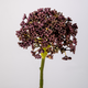 -- C&G - Sedum Stem Purple - 130795PU