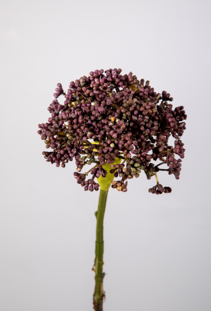 -- C&G - Sedum Stem Purple - 130795PU