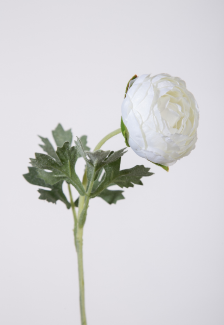 -- C&G - Ranunculus Flocked stem 35 cm wit 150718CR