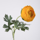 -- C&G - Ranonkel geel ranunculus 150718YE