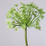 -- C&G - Queen Anne Lace wit/groen  130979CRGR