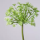 -- C&G - Queen Anne Lace wit/groen  130979CRGR