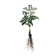 HKLIVING HK LIVING - Rooted Branch  medium AFL7013