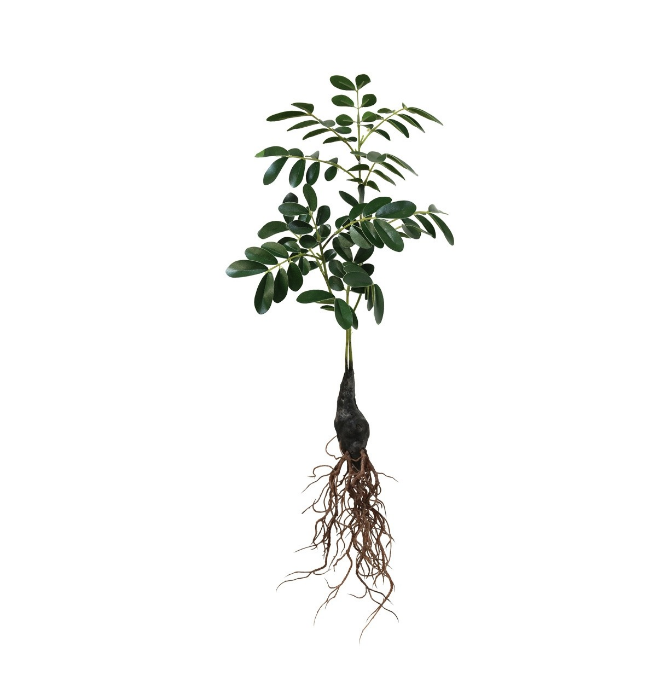 HKLIVING HK LIVING - Rooted Branch  medium AFL7013