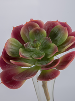 -- C&G - Succulent 14cm