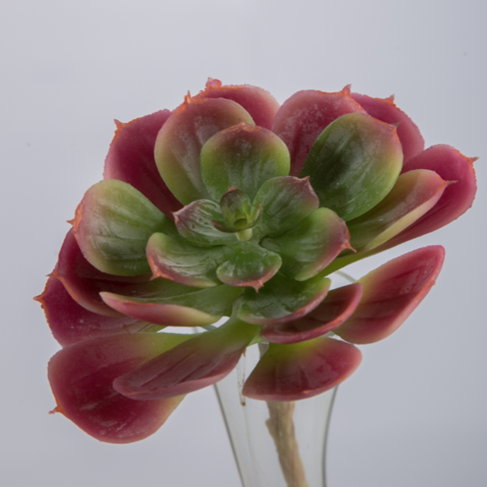 -- C&G - Succulent 14cm